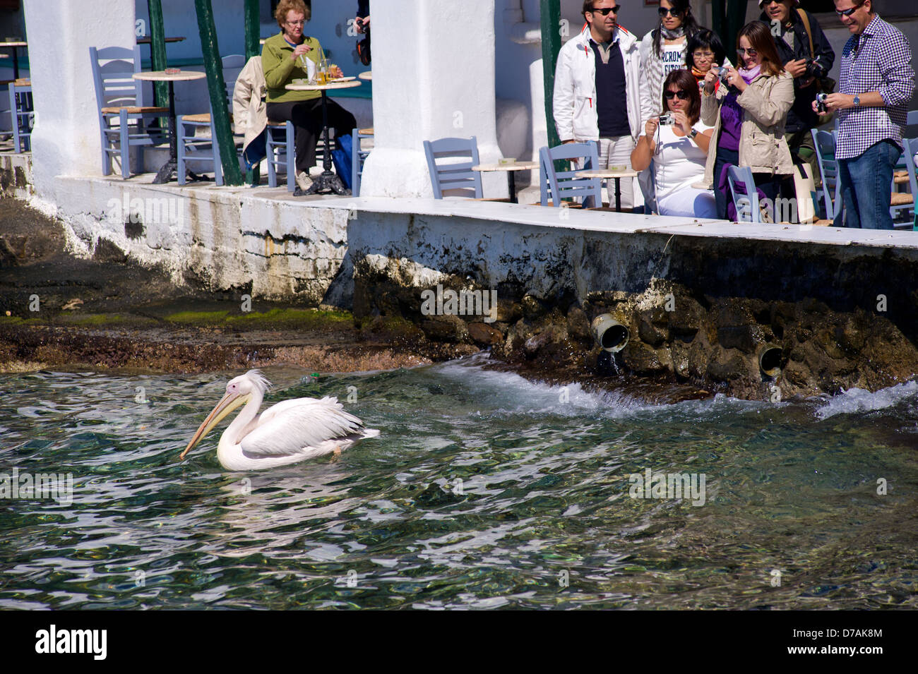Touristen sind Fotos von weiße Pelikan im Meer an der Küste von Mykonos, Griechenland Stockfoto