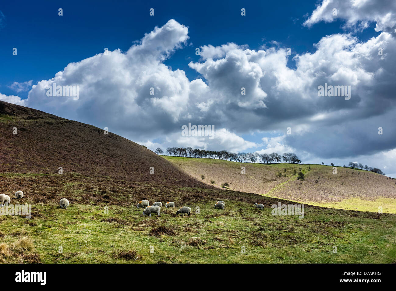 Blick von der robusten North York Moors National Park mit Hügeln und Schafen weiden in der Nähe von Levisham, Yorkshire, Großbritannien. Stockfoto