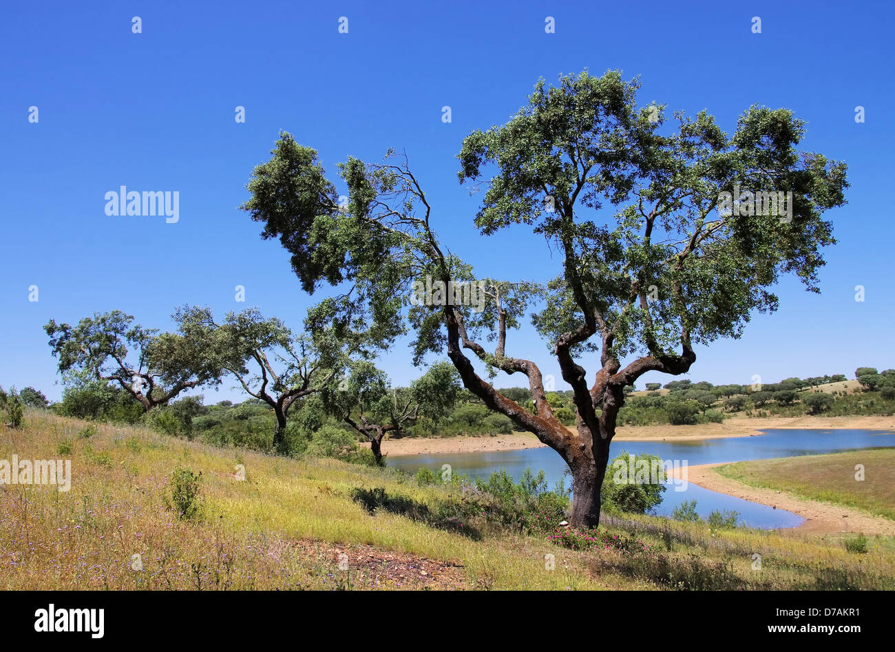 Dehesa 47 Stockfoto