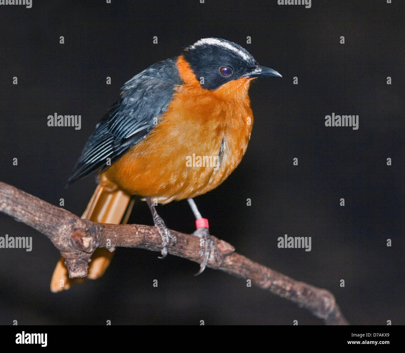 Snowy-gekrönter Robin Chat (Cossypha Niveicapilla) Stockfoto