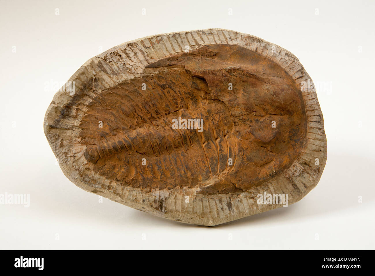 Cambropallas Trilobit eine ausgestorbene Gattung; Trilobiten, was bedeutet, dass drei Lappen eine bekannte fossile Gruppe mariner Arthropoden sind. Stockfoto