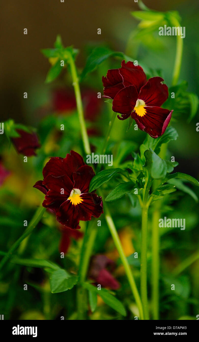 Helle Blüten auf einen schönen Abend. Stockfoto
