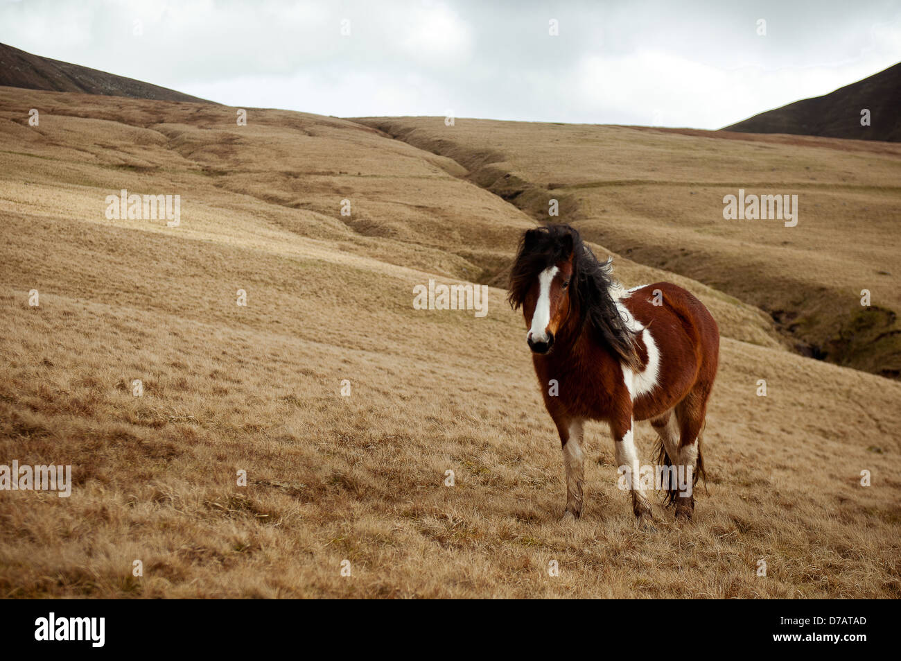 Eine wilde Welsh pony an der Spitze eines Berges in den Brecon Beacons, Wales. Stockfoto