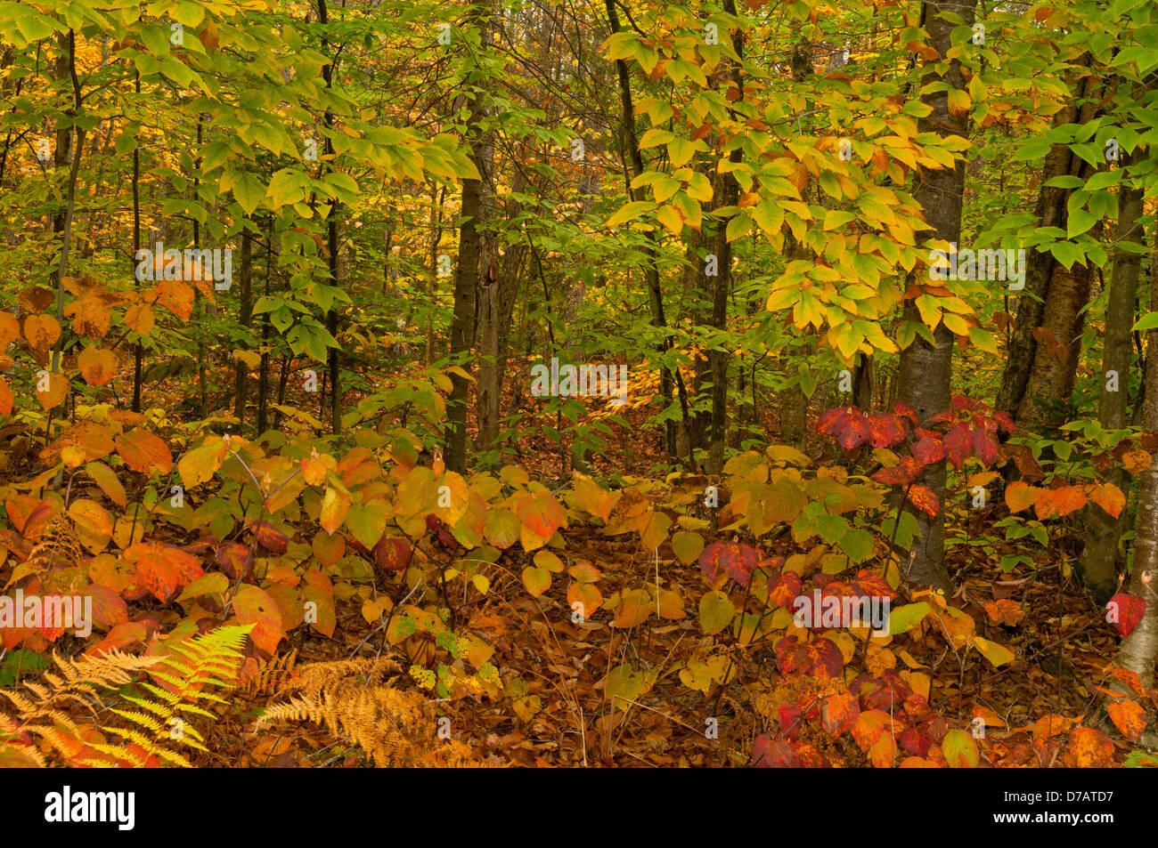 Unterholz in Groton Staatswald, Vermont, USA Stockfoto