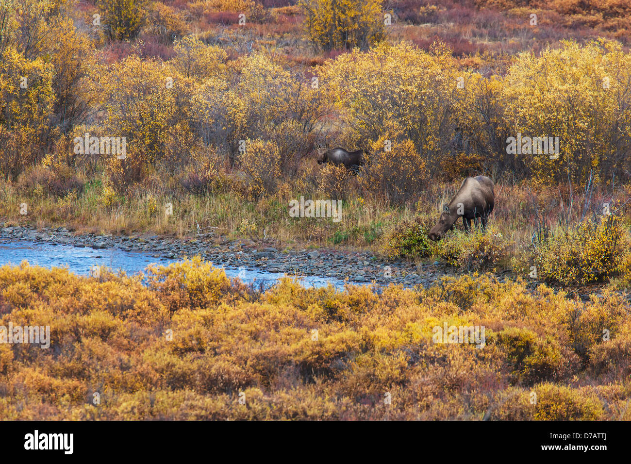 Elche (Alces Alces) und Kalb Fütterung auf dem Blackstone River Dempster Highway; Yukon Kanada Stockfoto