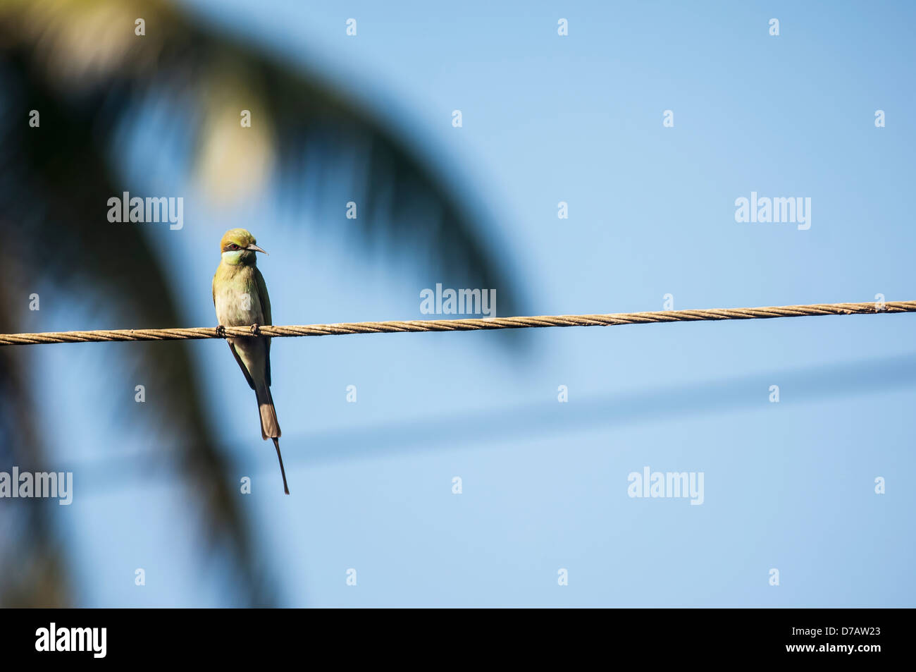 Grüne Bienenfresser (Merops Orientalis) thront auf einer Hochspannungsleitung; Gokarna Karnataka Indien Stockfoto