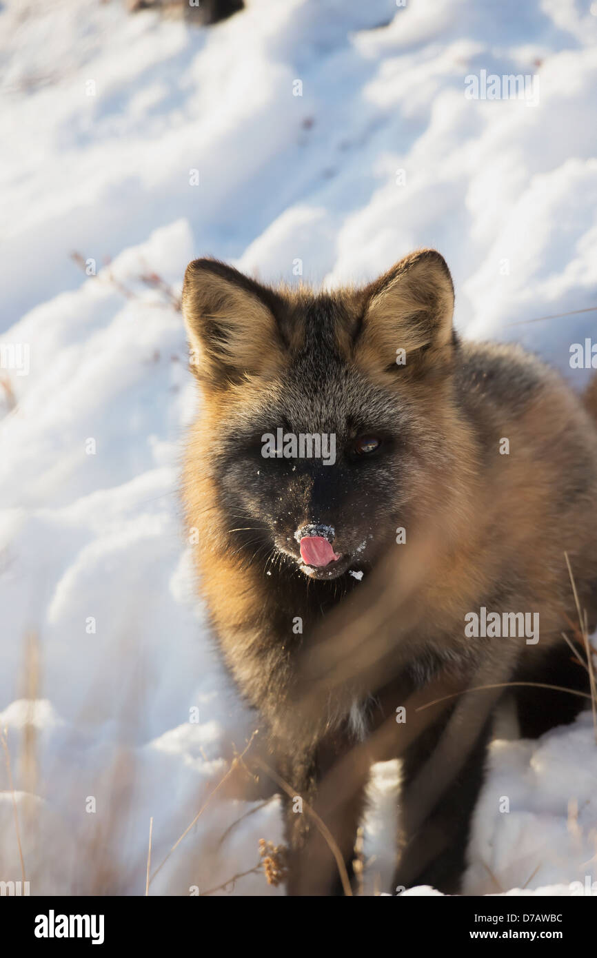 Fuchs (Vulpes Vulpes), leckte sich die Lippen zu überqueren; Churchill Manitoba Kanada Stockfoto