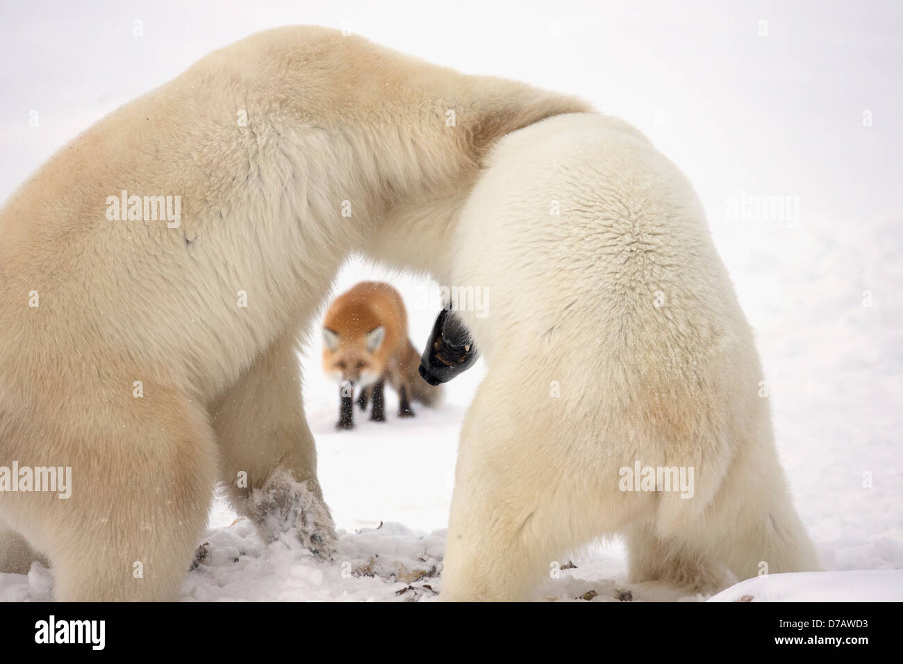 Eisbären Ringen während des Wartens auf Hudson Bay mit einem roten Fuchs im Hintergrund zufrieren; Churchill Manitoba Kanada Stockfoto