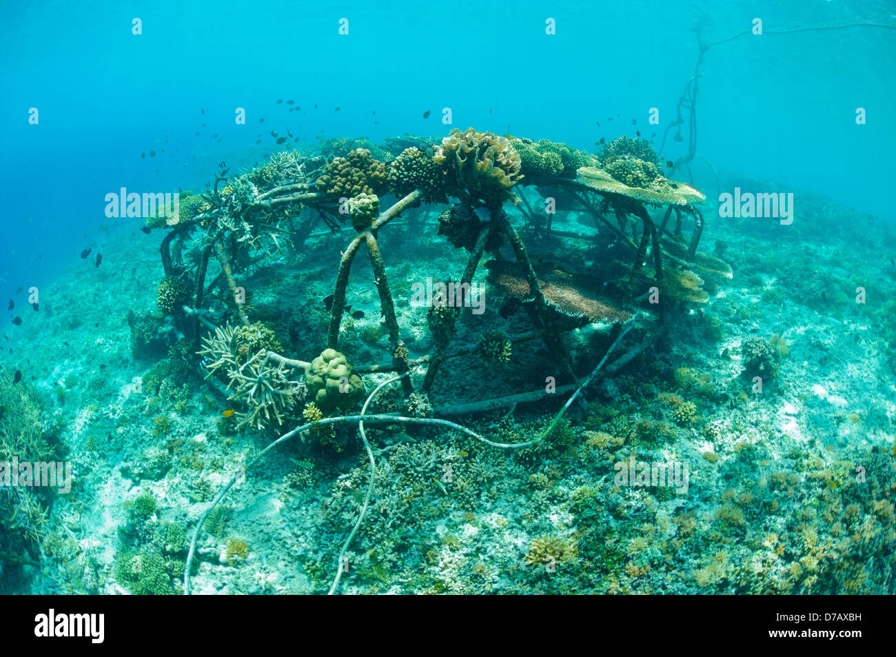 Biorock Strukturen mit gesunden Hartkorallen, Gili Trawangan, Lombok, Indonesien. Stockfoto