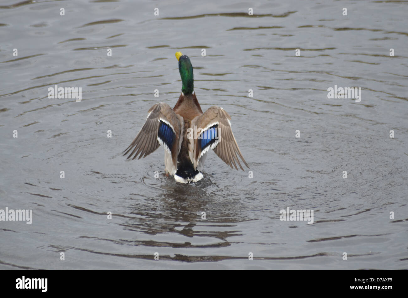 Eine Ente landet im Wasser am Bootfahren Teich im Central Park New York City Stockfoto