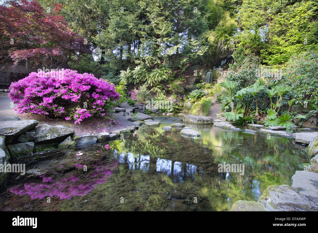 Wasserfall und Teich im Crystal Springs Rhododendron Garten im Frühjahr