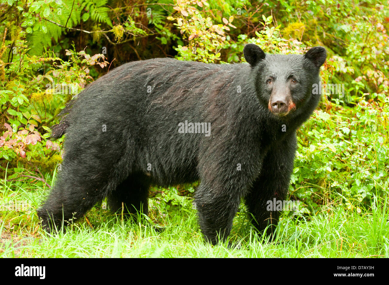 Schwarzbär am Anan Creek, in der Nähe von Wrangell, Alaska, USA Stockfoto