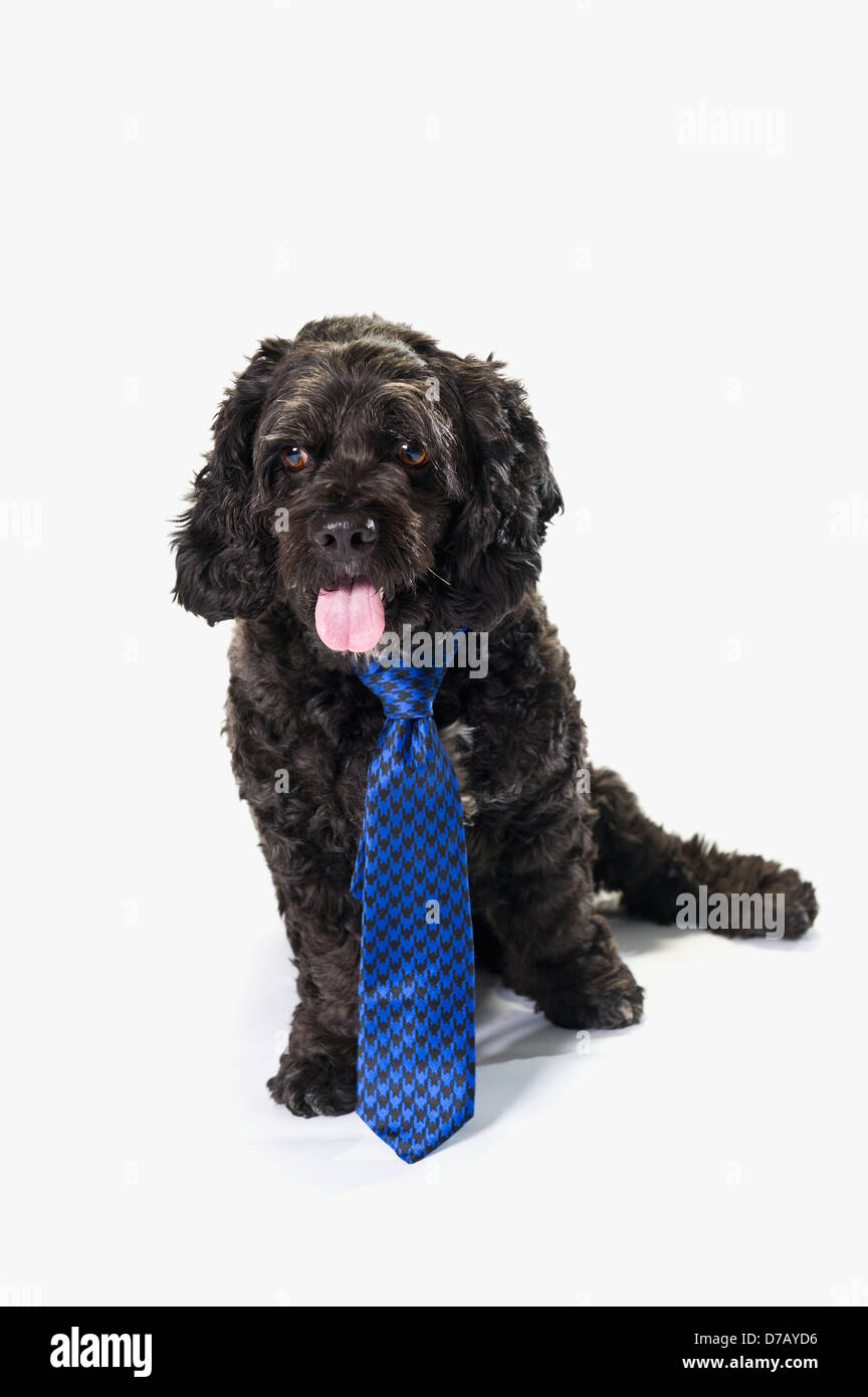 Schwarzer Hund mit einer blauen Krawatte; St. Albert Alberta Kanada Stockfoto