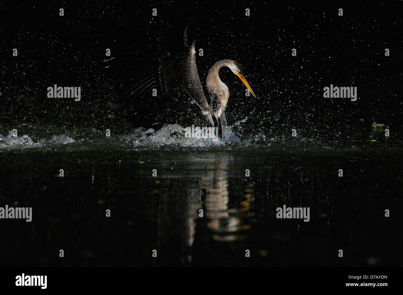 Eines der kämpfenden Schlange Vogel sieht aus wie eine Art Swarovski Perle Stockfoto