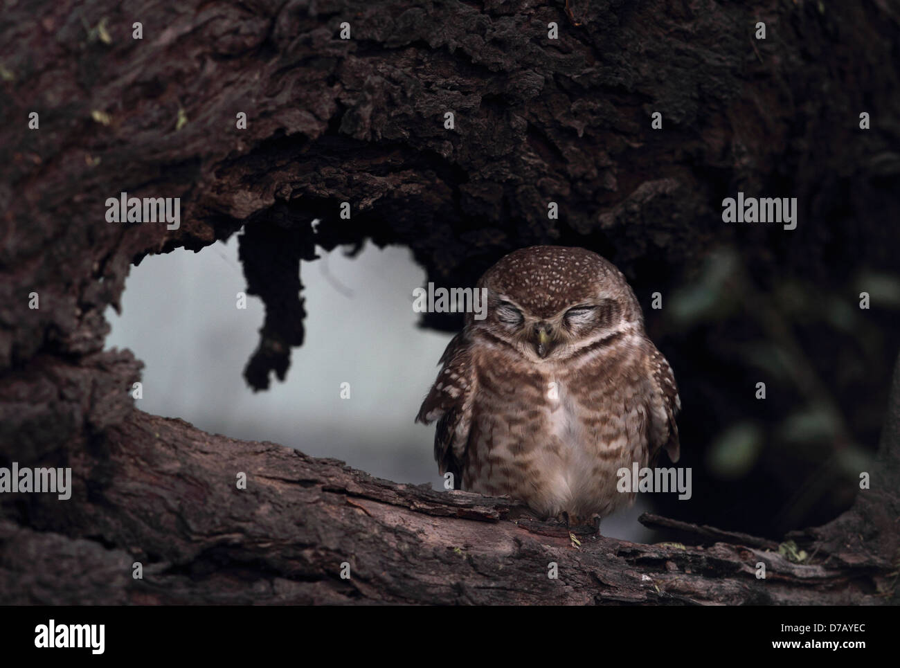 Gefleckte Owlet Schlafplatz in Bharatpur Stockfoto