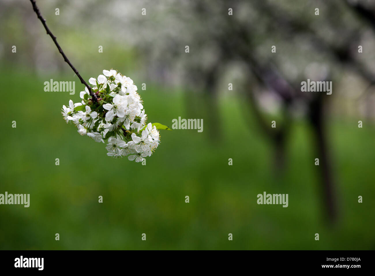 Prunus Spinosa-Schlehe-Blüten Stockfoto