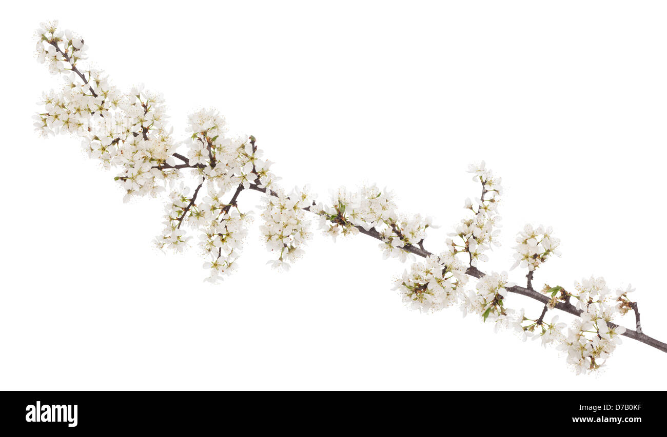 blüht Zweig Hornhaut-Baum (Cornus Mas) auf weißem Hintergrund Stockfoto