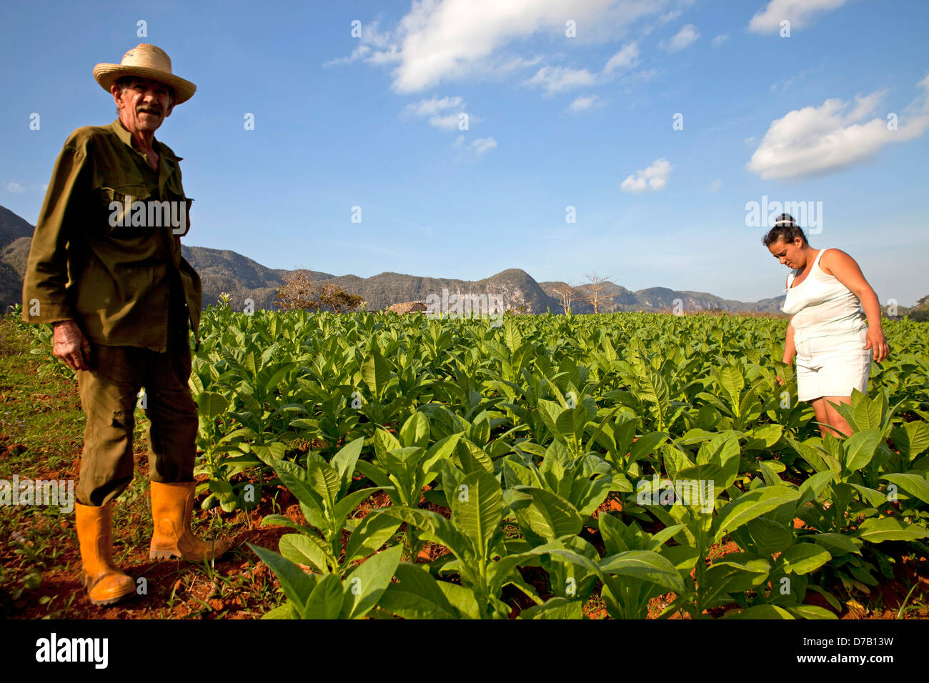 Tabakbauern und ihres Fachs in Vinales Tal, Vinales, Pinar Del Rio, Kuba, Karibik Stockfoto