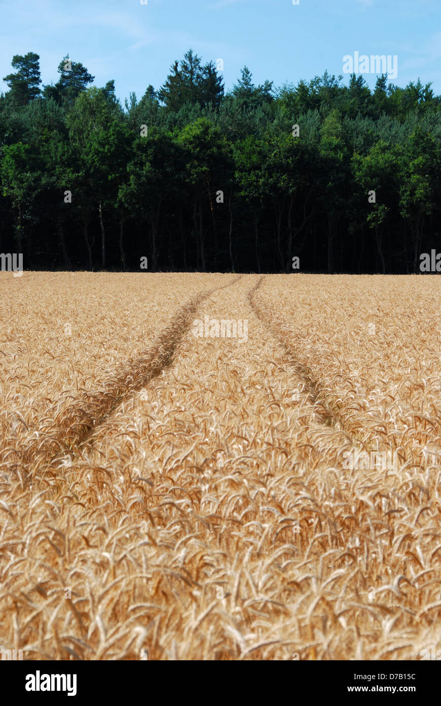 Gerstenfeld mit Traktor-Linien Stockfoto