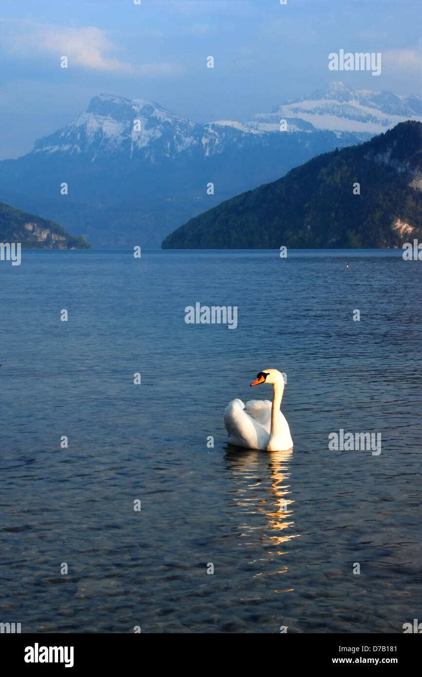 Schwan auf dem Vierwaldstättersee, mit den Alpen hinter schwimmen Stockfoto