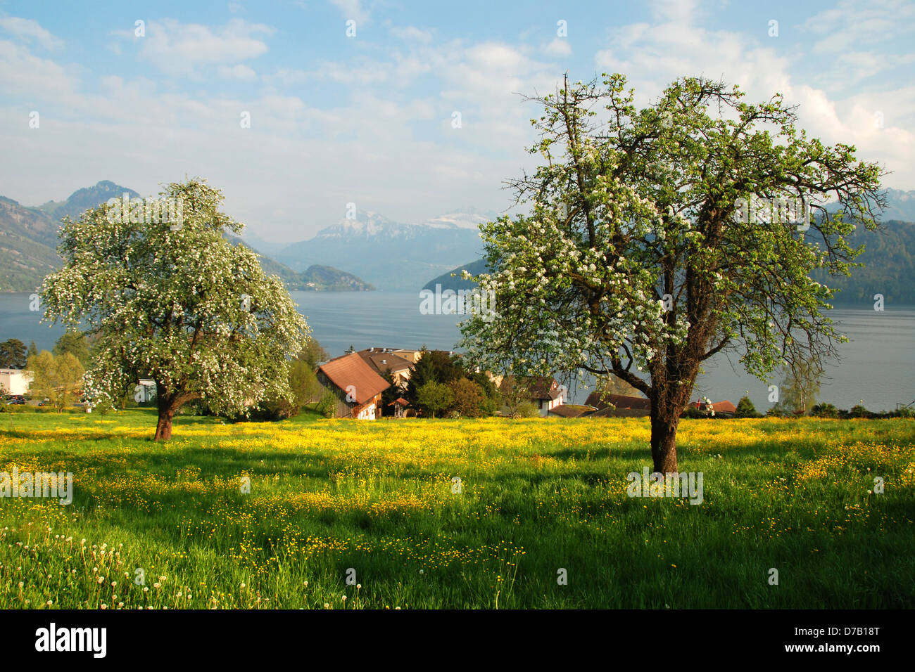 Blühenden Bäumen durch den Vierwaldstättersee, Schweiz Stockfoto