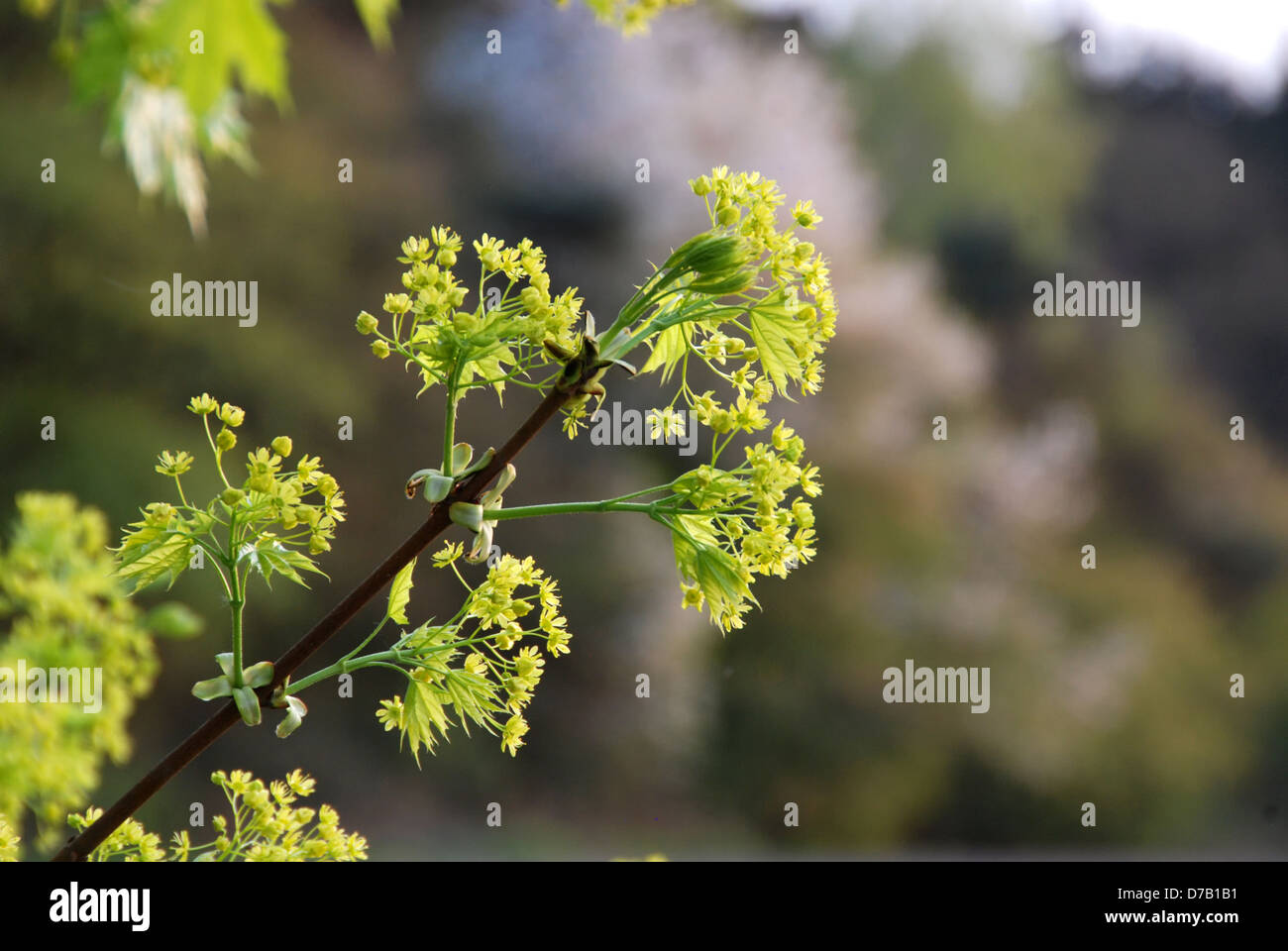 Blattknospen auf einem Baum im Frühling Stockfoto