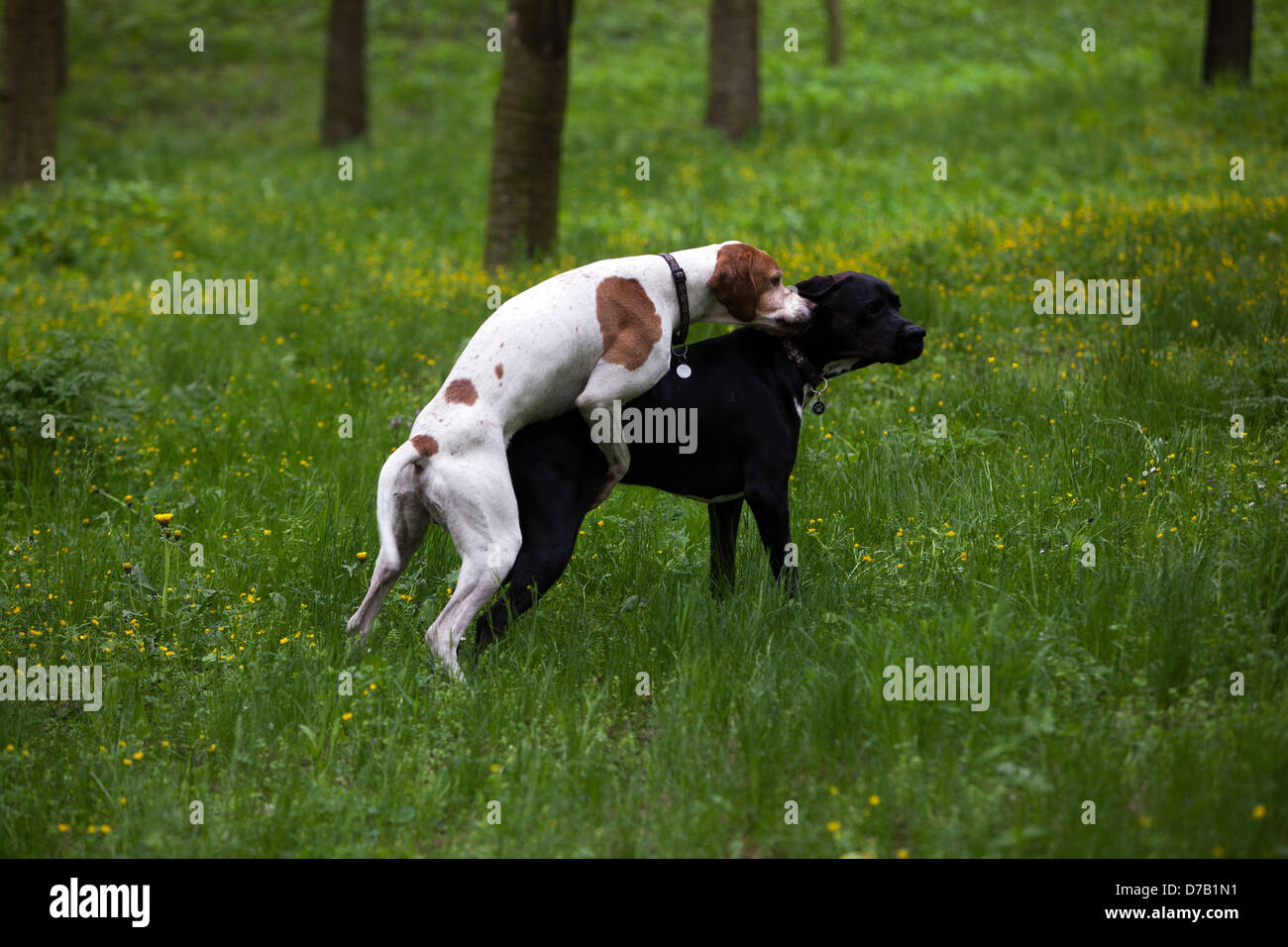 Hunde Paarung Hügel Petrin Prag Tschechische Republik Stockfotografie -  Alamy