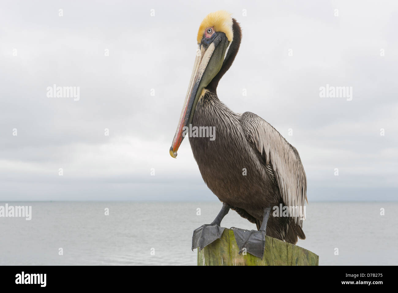 Pelikan, St. Petersburg, St. Petersburg, USA, Stockfoto