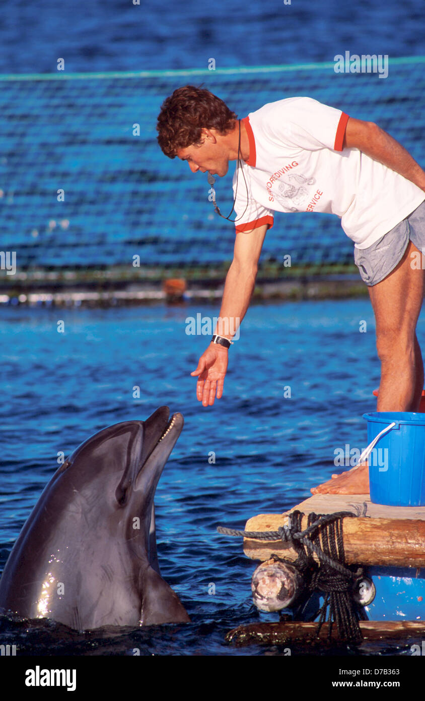 Delfine im Roten Meer, eilat Stockfoto