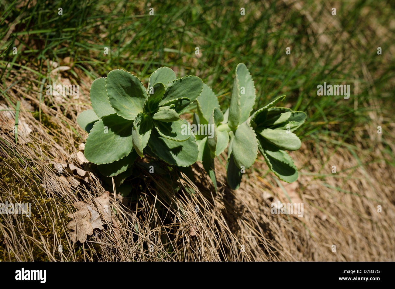 Hylotelephium Telephium indigen Stockfoto