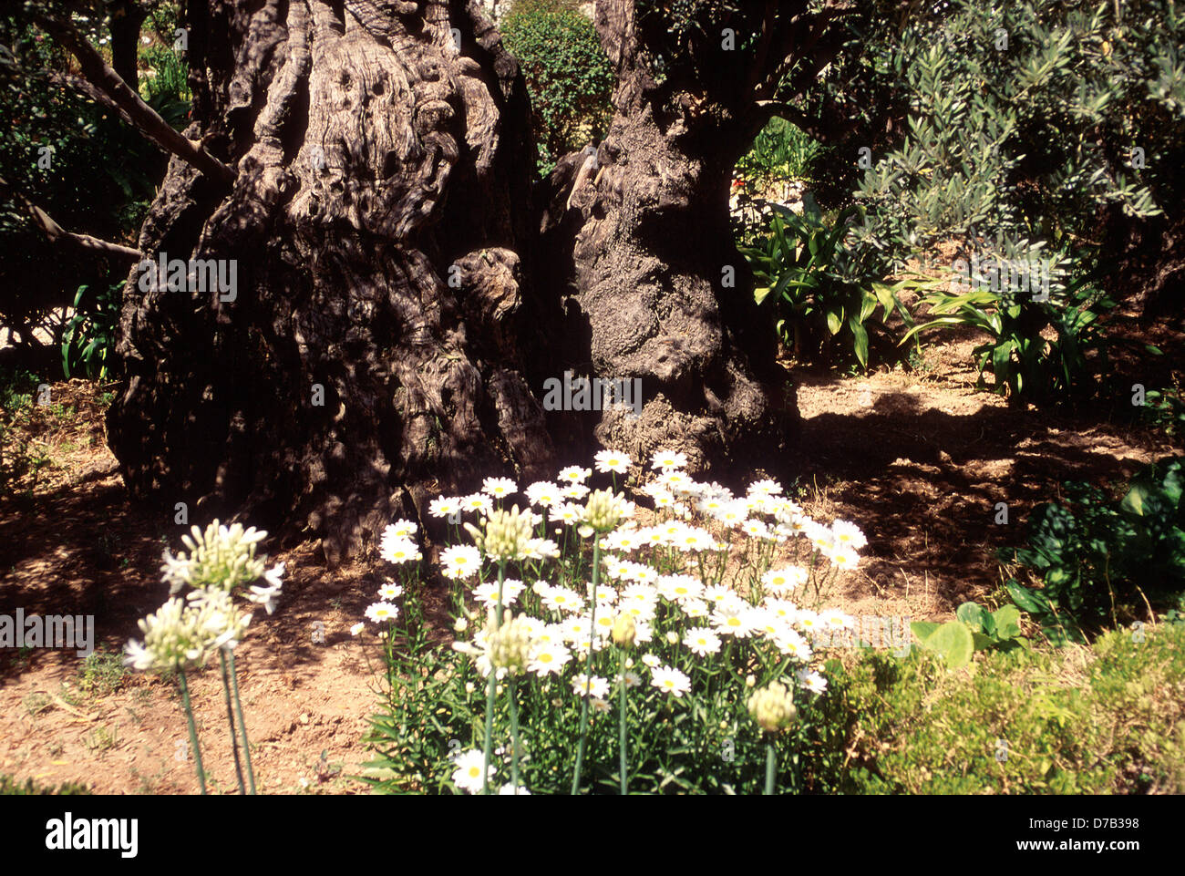 Olivenbäume im Garten von Gethsemane, neben der Kirche aller Nationen In Jerusalem Stockfoto