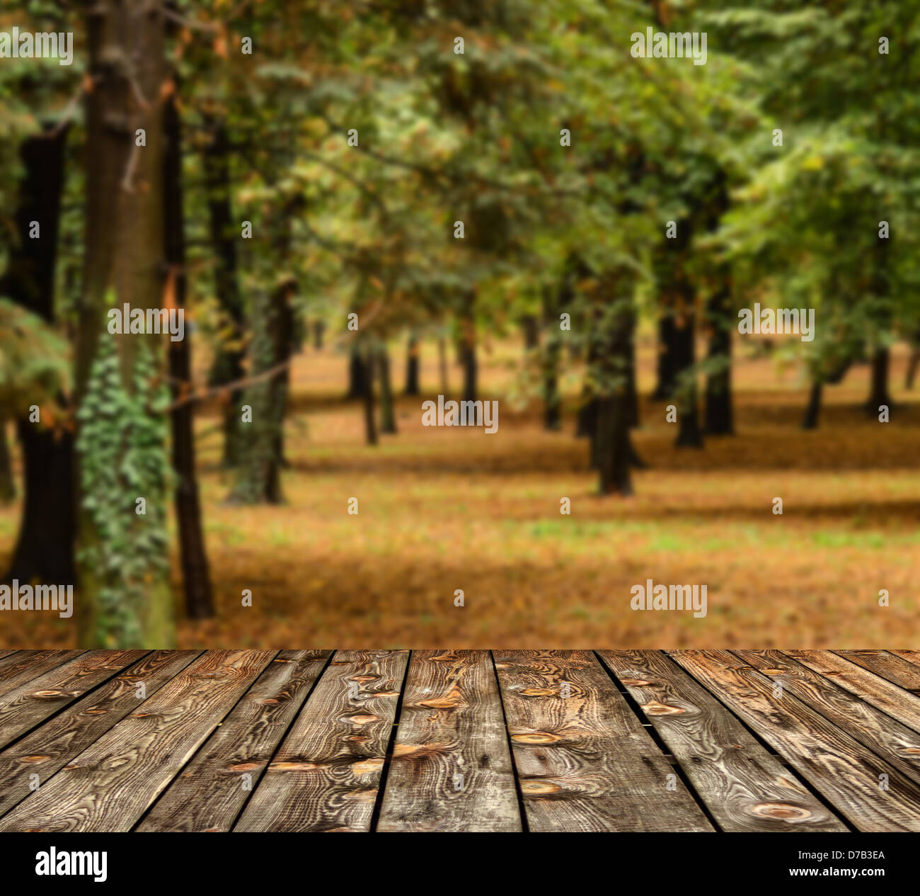 Herbstwald mit und Holzbohlen Boden Stockfoto