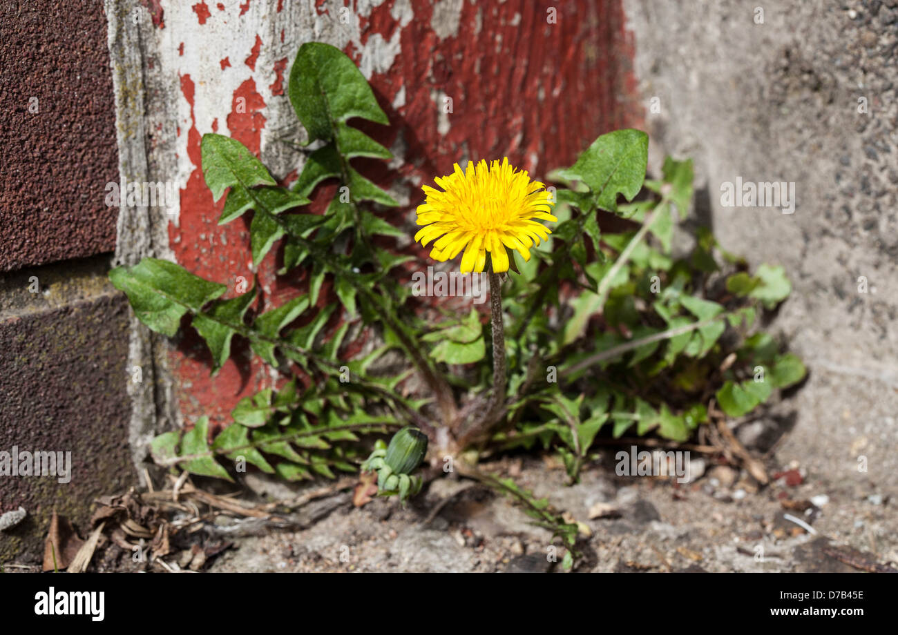 Taraxacum (Löwenzahn) blühende Pflanze, England, UK Stockfoto