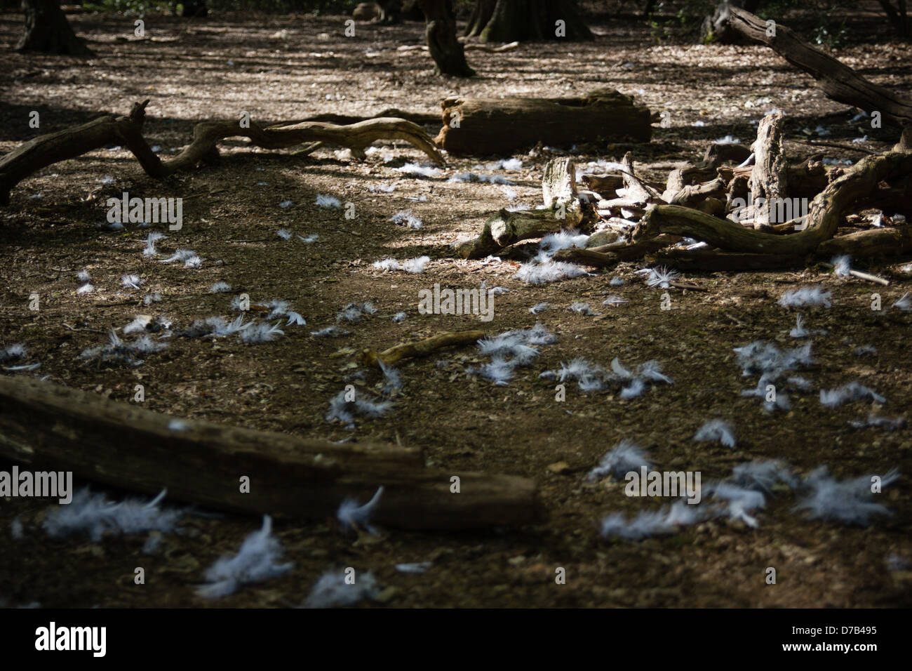 Dieser verdächtig Lagerfeuer aussehende Platz ist mit Federn weiße flauschige Natur umgeben... Stockfoto