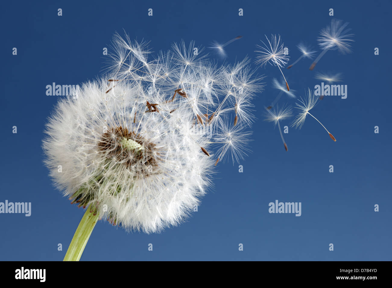 Löwenzahn Uhr Dispergieren Samen Stockfoto