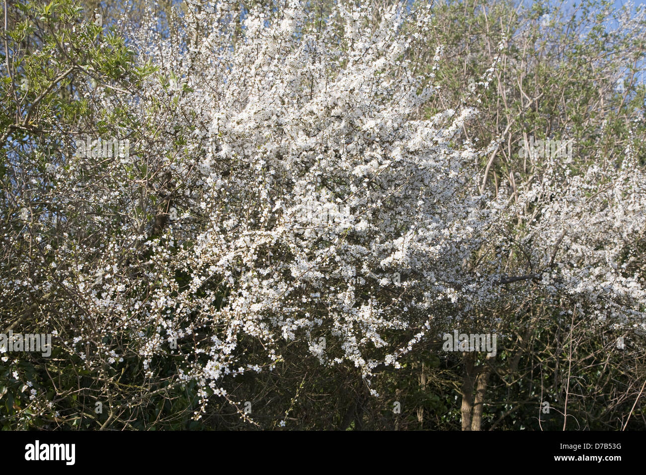 Weiße Blüte im frühen kann Prunus Spinosa, Schlehe oder Schlehe Büsche Suffolk England Stockfoto