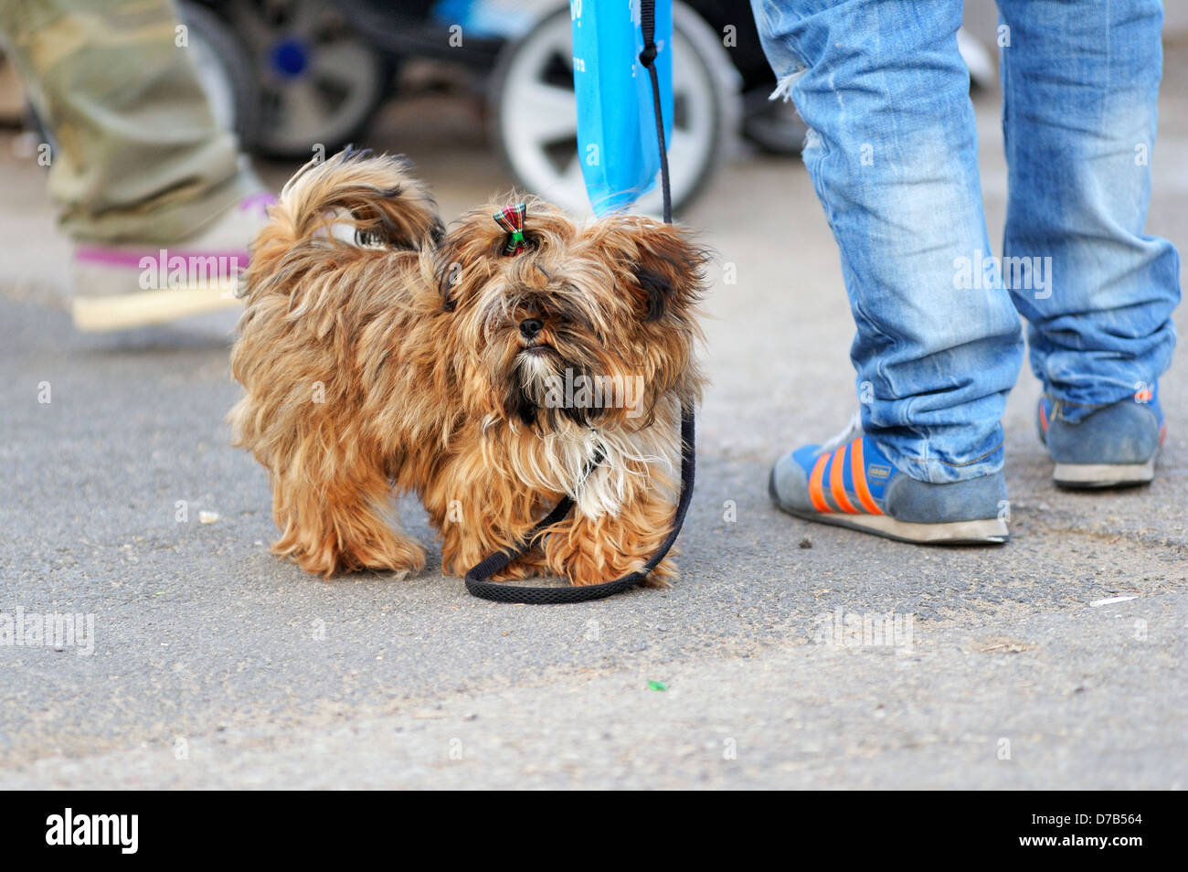 Niedlichen zottigen kleinen Hund spazieren Stockfoto