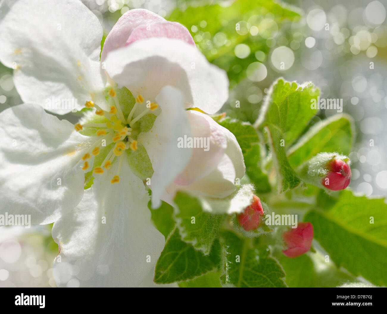 Apfelblüte im Frühlingsgarten. Close-up Stockfoto