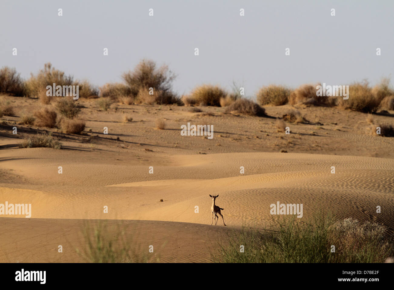Gazelle in Sanddüne Stockfoto