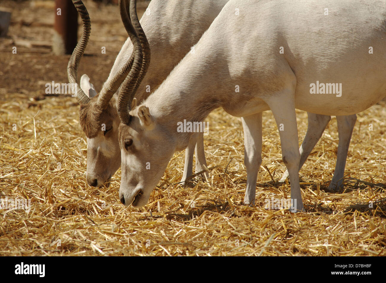 Addax, weiße Antilope, screwhorn Antilope Stockfoto