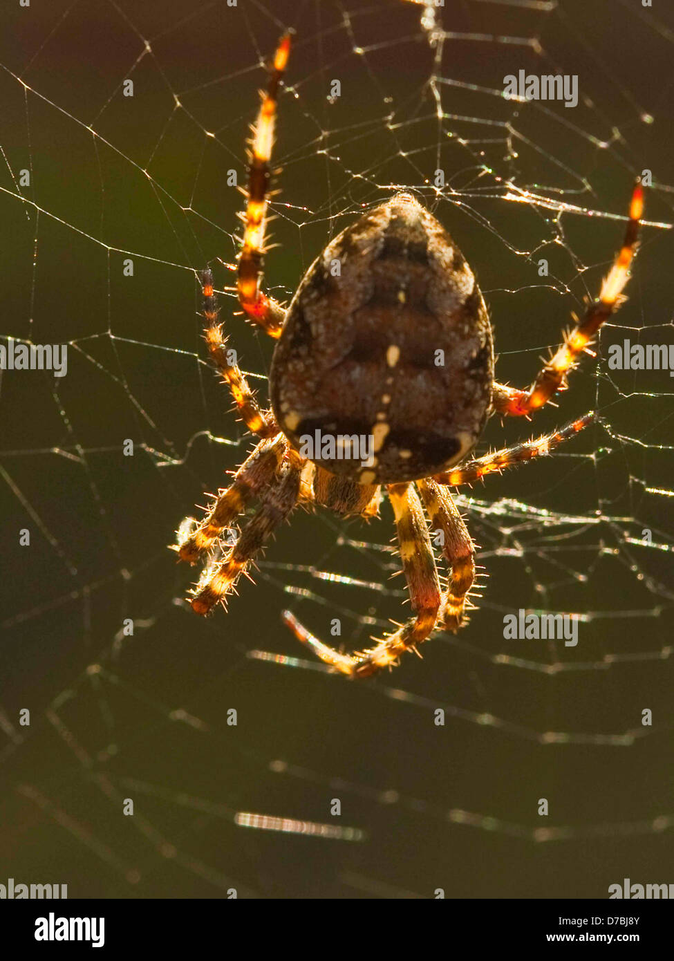 Spinne im Sonnenlicht im web Stockfoto