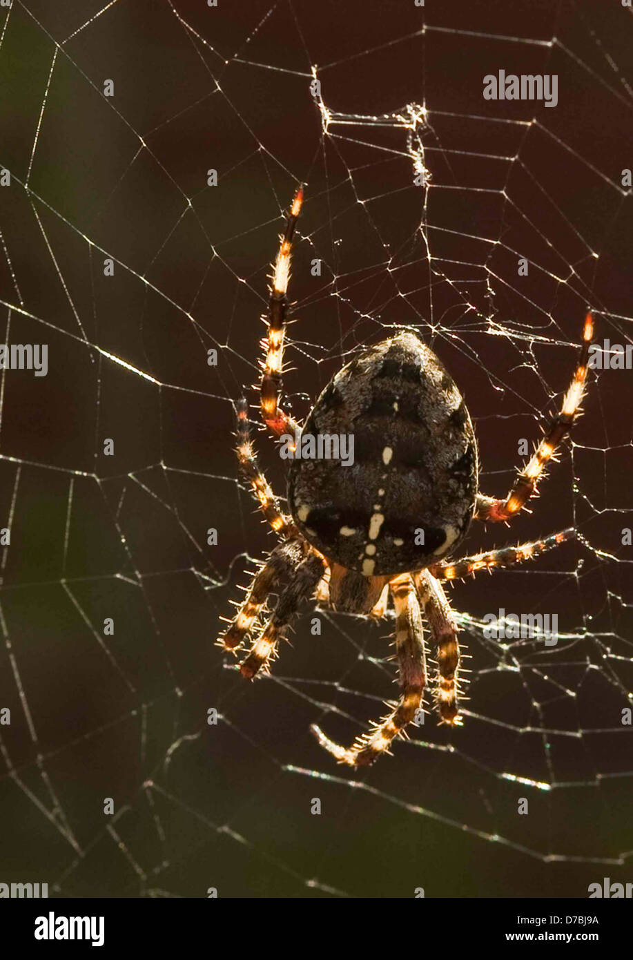 Spinne im web Stockfoto