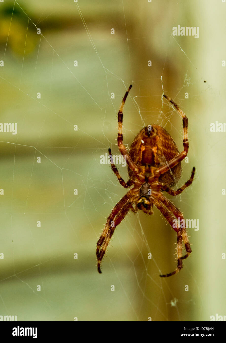 Spinne im Netz, entschärft braun Hintergrund Stockfoto