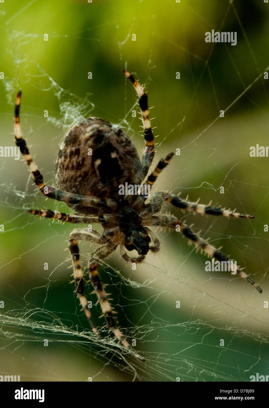 große Spinne in schmuddeligen web Stockfoto