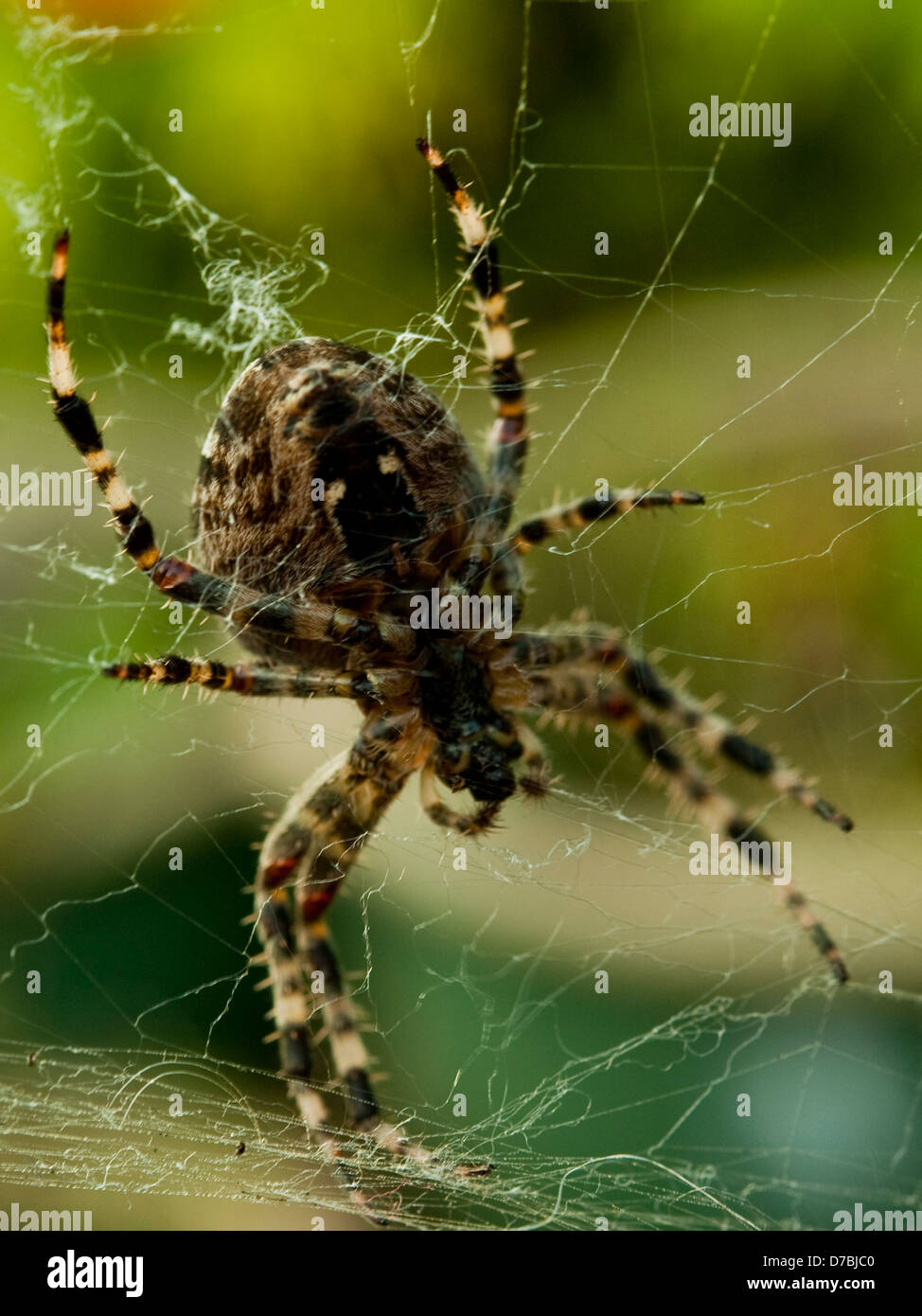 Spinne in einem schmuddeligen web Stockfoto