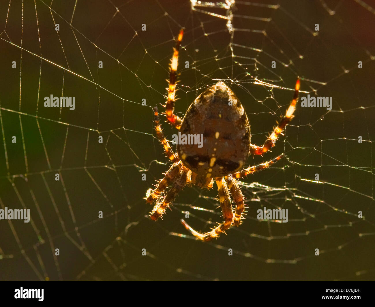 Spinne im Sonnenlicht seine Web erweitert Stockfoto