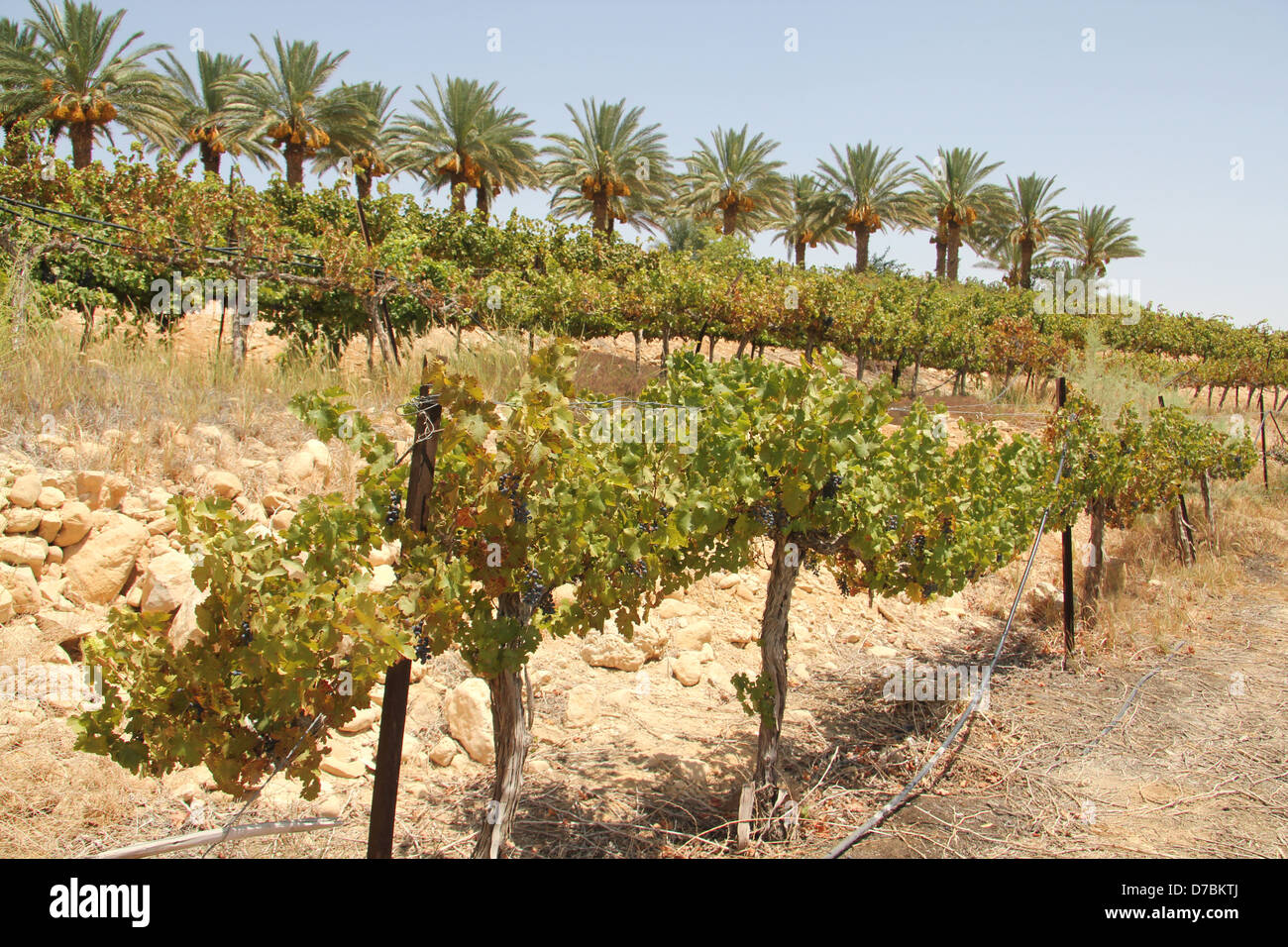 Bio-Weinberg im Kibbuz Neot Semadar im südlichen Negev Wüste Israels Stockfoto