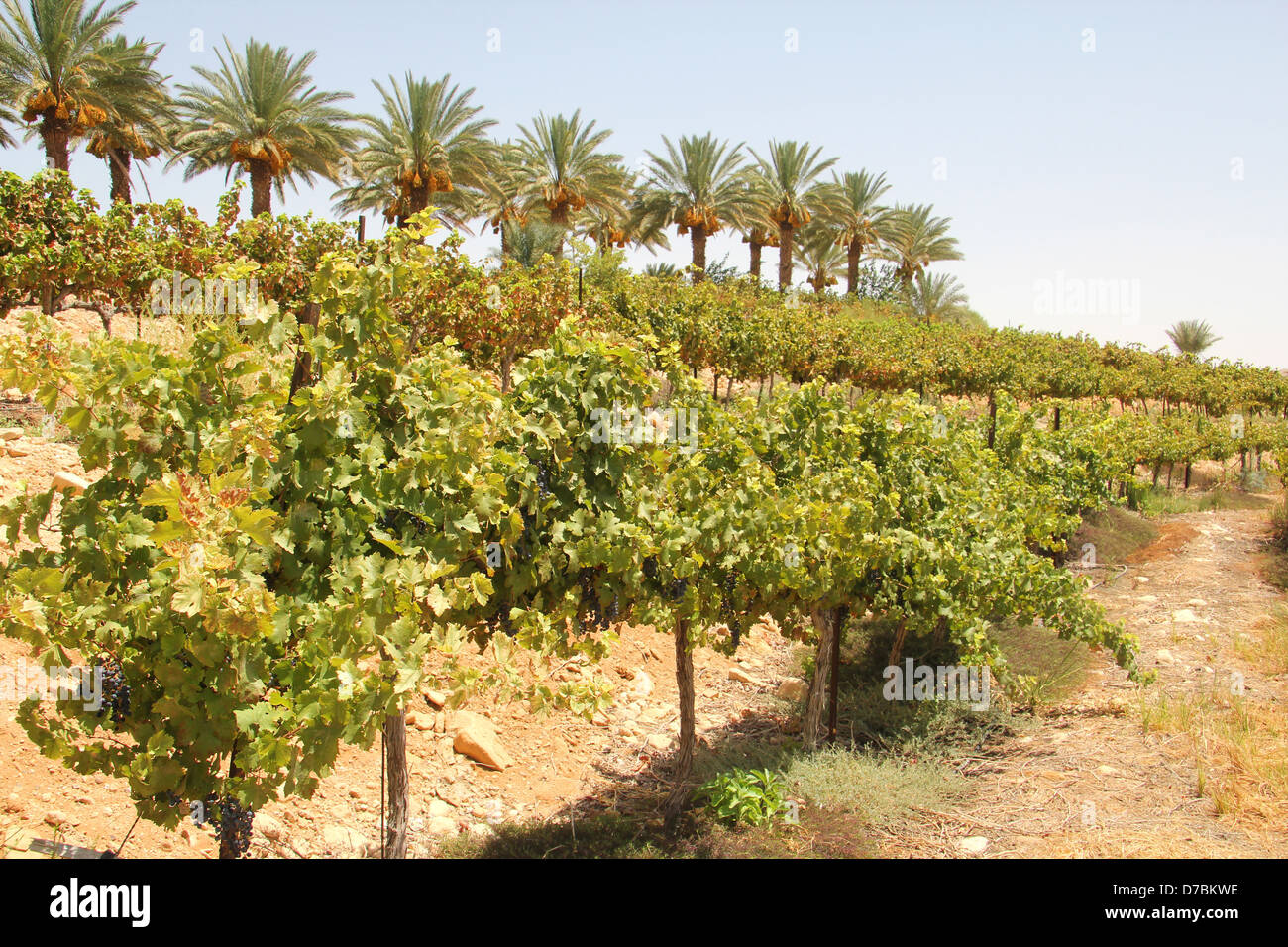 Bio-Weinberg im Kibbuz Neot Semadar im südlichen Negev Wüste Israels Stockfoto