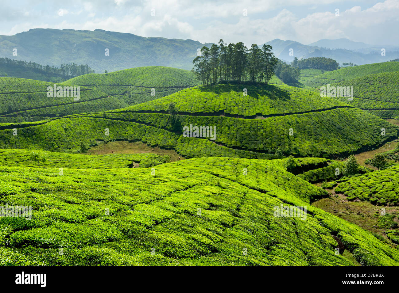 Tee-Plantagen. Munnar, Kerala, Indien Stockfoto