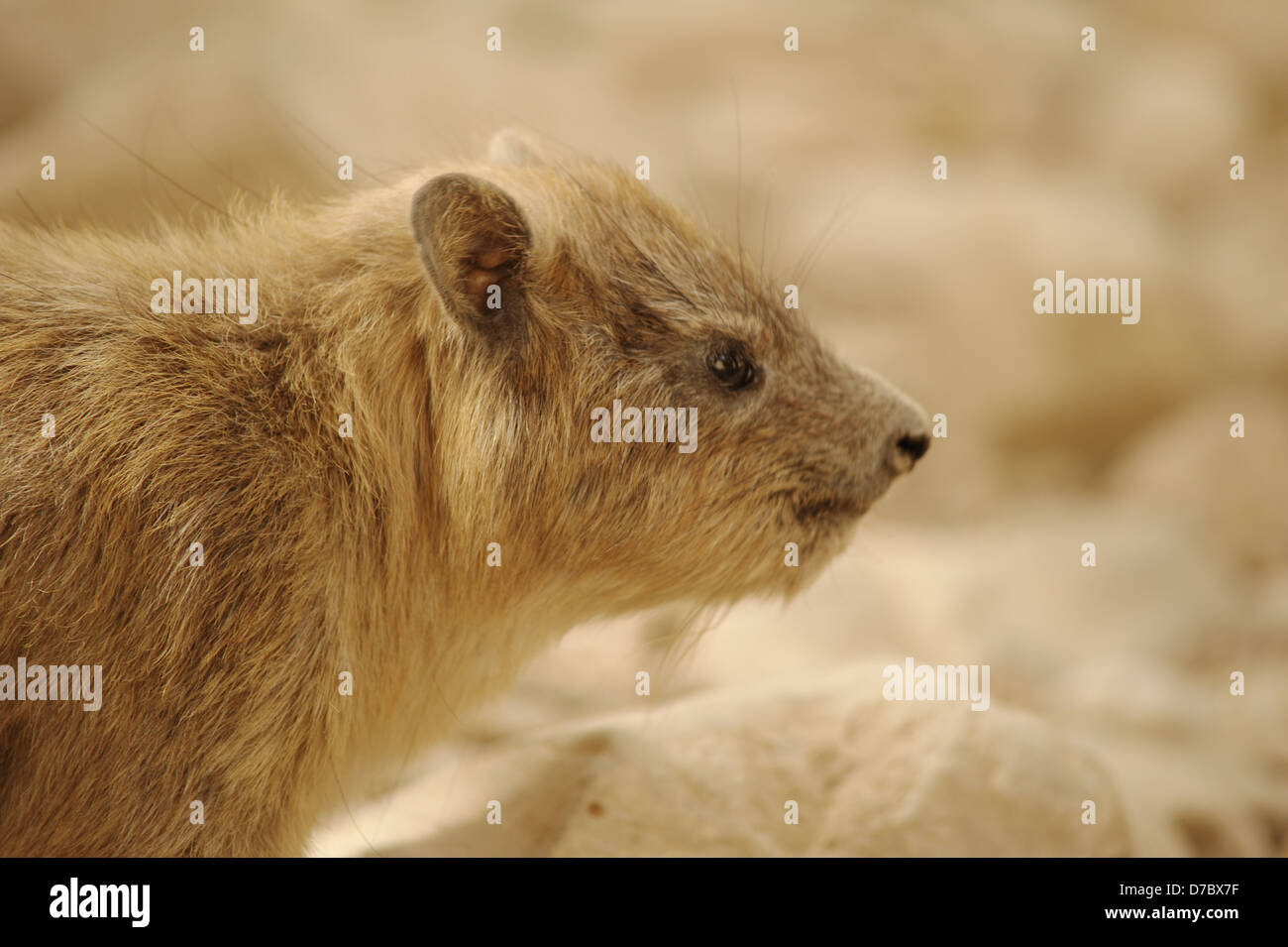 Wüste lifeת Kaninchen Stockfoto